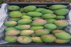 Super deluxe dry ginger and mangoes from India