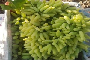 Fresh grapes and onions from India