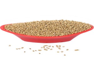 corrinder seed from India
