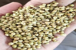 Coriander seeds from India
