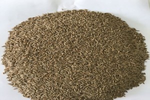 Cumin Seeds from India
