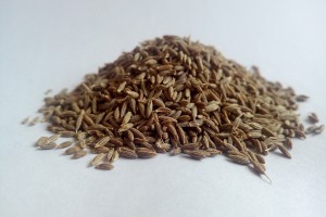 Cumin Seeds from India