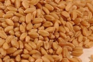Wheat from India