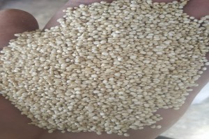 Quinoa from Indie