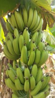 Fresh banana, from India