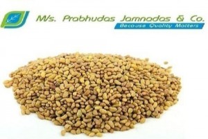 ALFALFA SEEDS from India