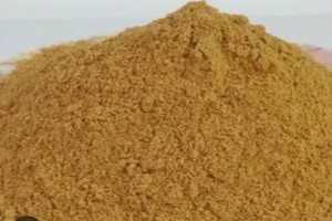 Cordycep militaris mycilium substrate powder from India