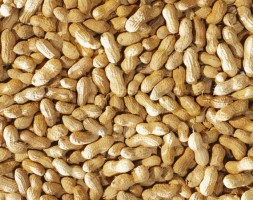 Groundnuts from India