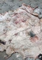 Buffalo Raw Hides from India