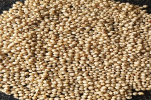 Jowar (Sorghum Millet) from India