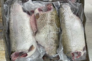 Salmon from Iran