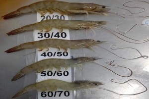 Frozen shrimp from Iran