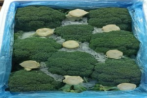Fresh ice box broccoli from Iran