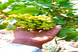 Pistachio Rafsanjan Iran from Iran