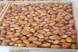 Zahedi Dates from Iran