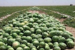 Watermelon from Iran