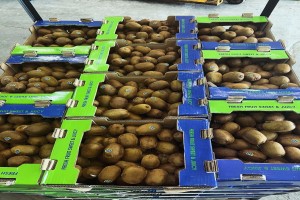 Fresh kiwi from Iran