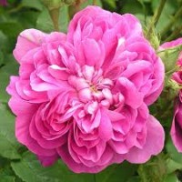 ROSE WATER from Iran