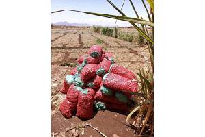 Onions from Kenya
