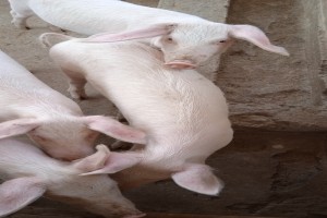 Pigs from Kenya