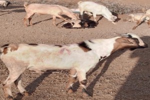 Goats in Nairobi, Kenya from Kenya
