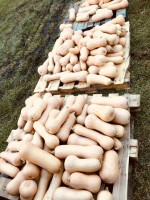 Butternut/squash from Kenya