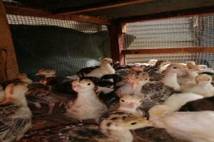 Turkey poults from Kenya