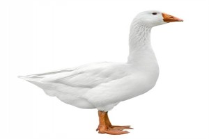 Goose from Kenya