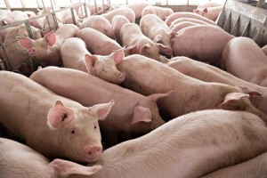Pork Meats from Kenya