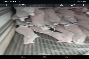 Lamb, Mutton and Goat Meat from Kenya