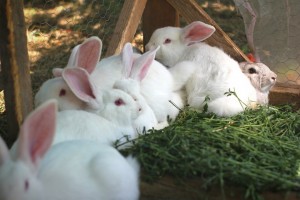 Rabbit Meat and Fur from Kenya