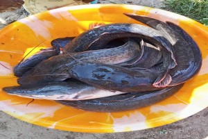 Catfish from Kenya