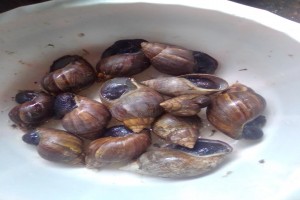 Snails from Kenya