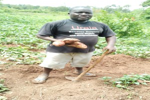 Sweet Potatoes and Sunflower from Kenya