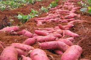 Japanese Sweet Potato from Kenya