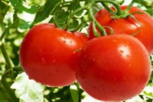 Tomatoes from Kenya