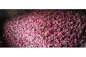 Onions from Kenya
