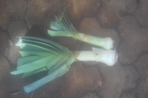 Leek from Kenya