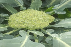 Broccoli from Kenya