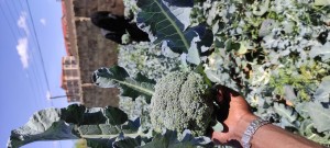 Broccoli from Kenya