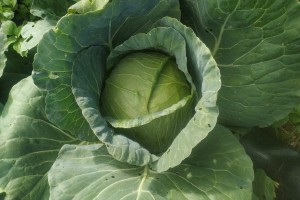 Cabbages _ Kenyan Organically Farmed from Kenya