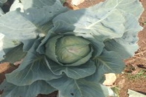 Cabbages from Kenya