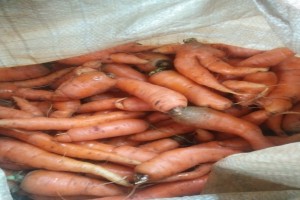 Fresh Organic Carrots from Kenya