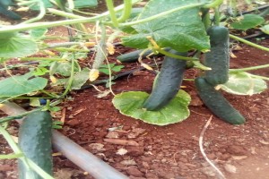 Cucumbers from Kenya