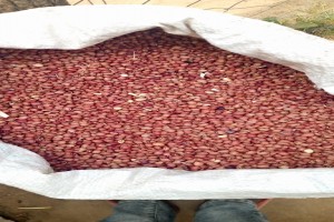 Red Cowpeas from Kenya