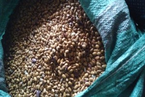 Yellow beans from Kenya