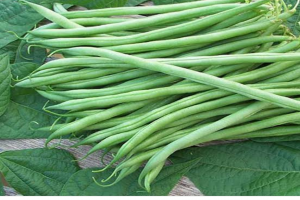 French beans/mishiri from Kenya