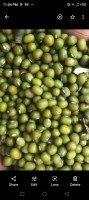 Mung Beans from Kenya