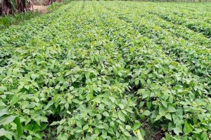 French Beans from Kenya