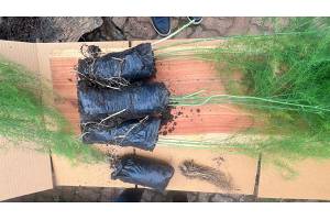 Asparagus seedlings from Kenya
